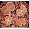 C048 - Plant